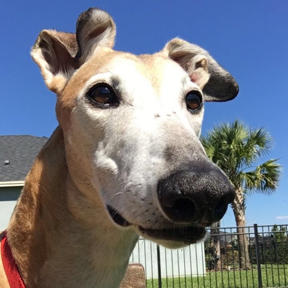 Meet your Posher, Jordan - Picture 1 of 1